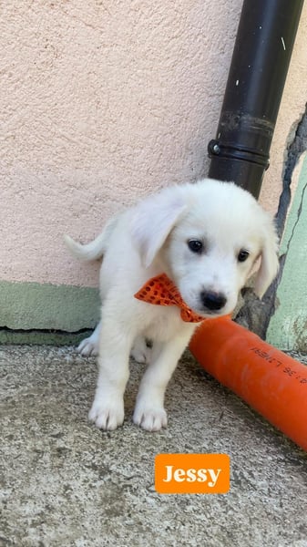 Jessy sucht ihr Zuhause