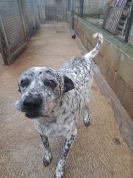 Pippo möchte nur ankommen