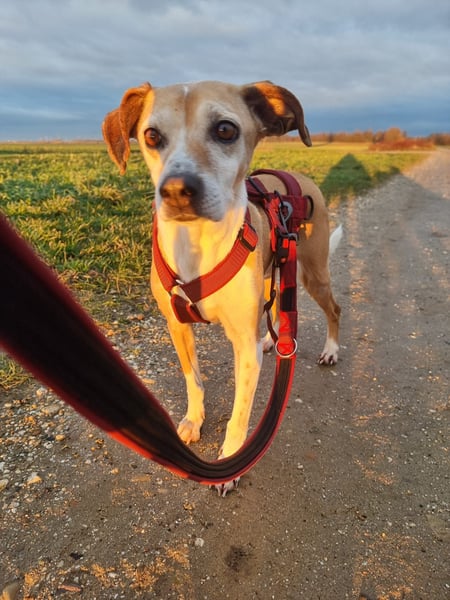Tolle Hündin sucht ihr Glück