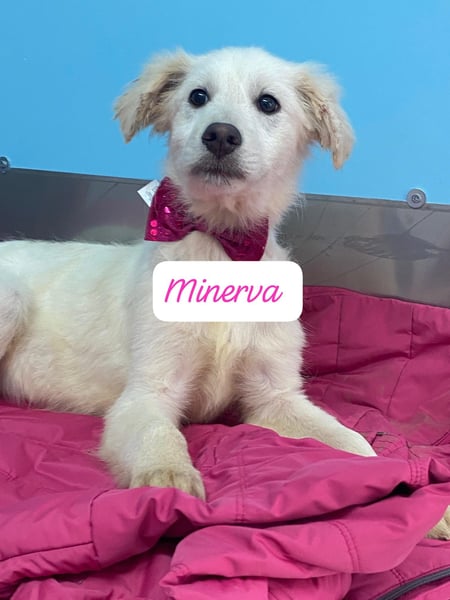 Minerva sucht ihre Menschen