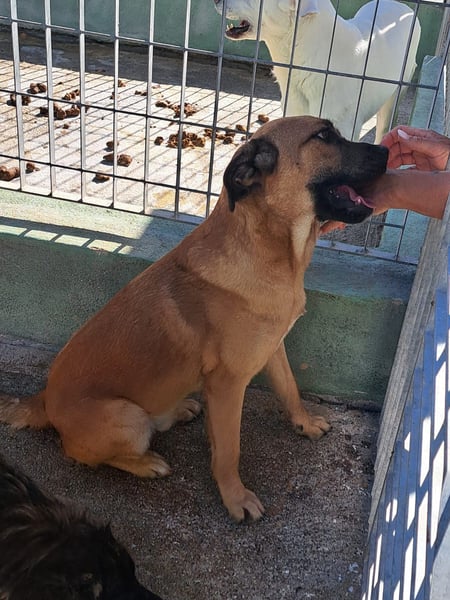 Torquato sucht sein Glück