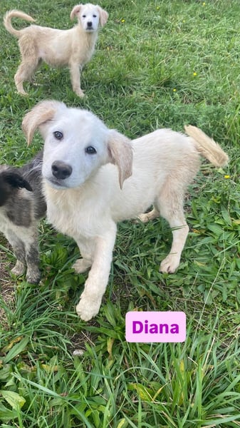 Diana sucht ihre Menschen