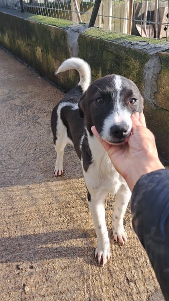 Lyra sucht ihr Glück