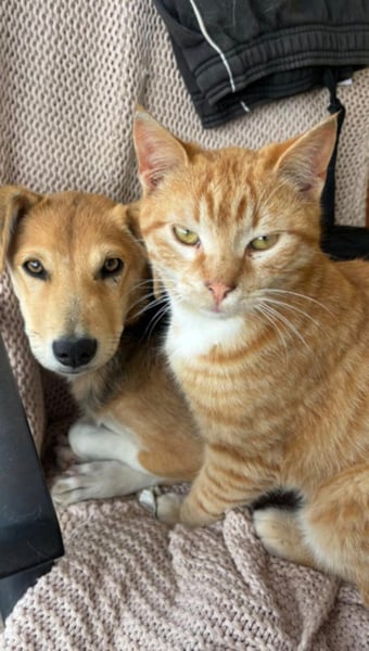 Sina, junge Mischlingshündin