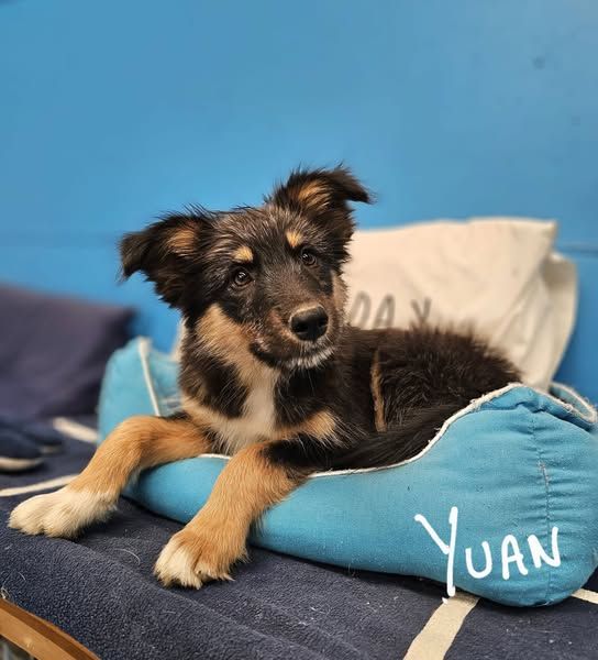 YUAN ❤️ süßer Clown, Pflegefamilie Kevelaer