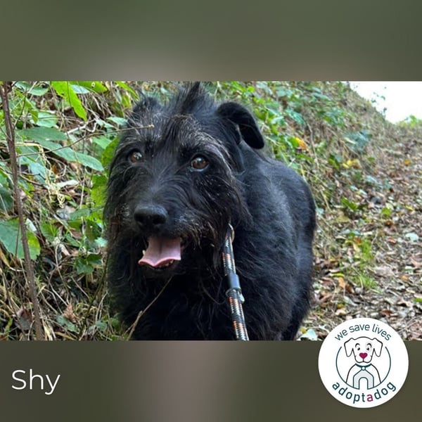 Shy Shani: Sucht geduldige Zweibeiner