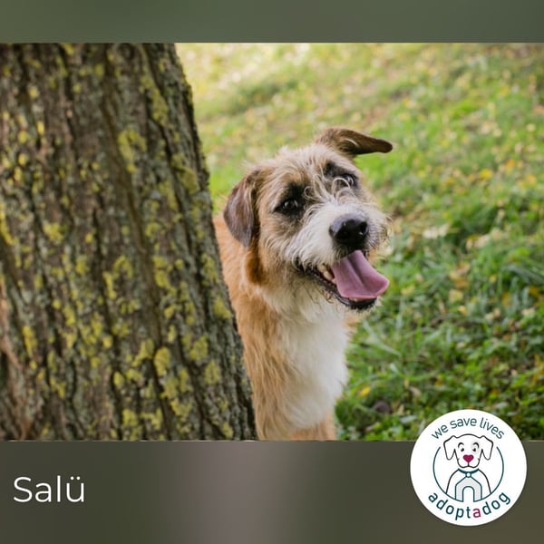 Salü: Hundekind sucht ein Zuhause
