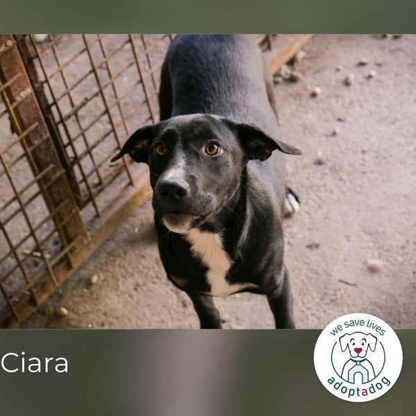 Ciara: Noch etwas ängstlich