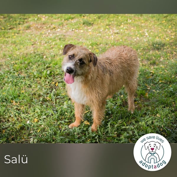 Salü: Hundekind sucht ein Zuhause