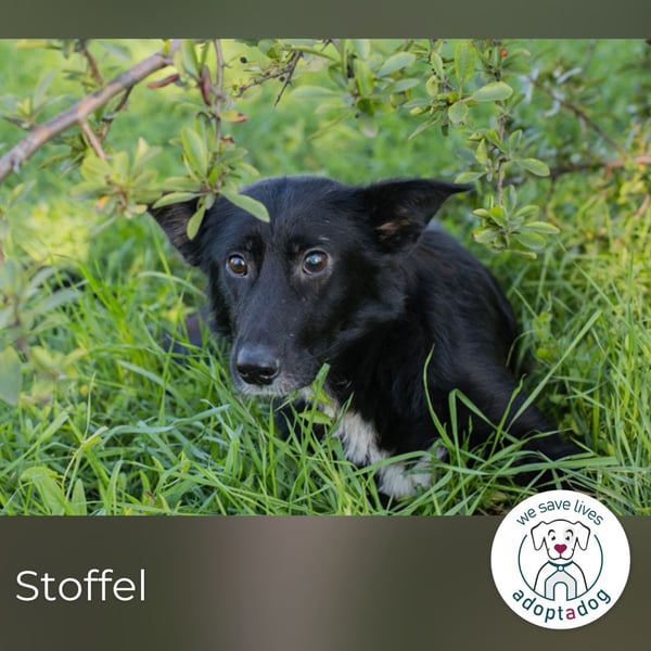 hip 269567: sucht ein Zuhause