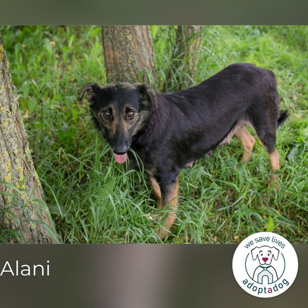 Alani: Sucht ein liebevolles Zuhause