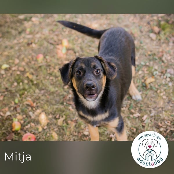 Mitja: Neugierige Frohnatur