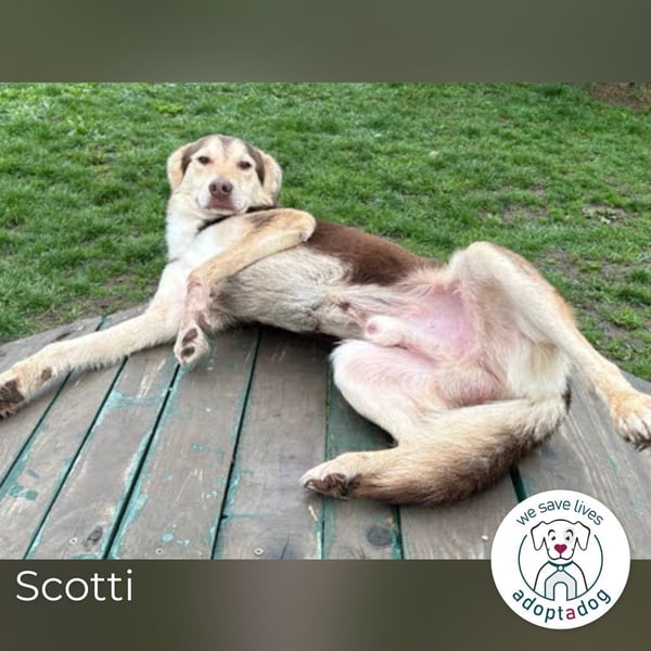 Scotti: Liebenswerter Kämpfer