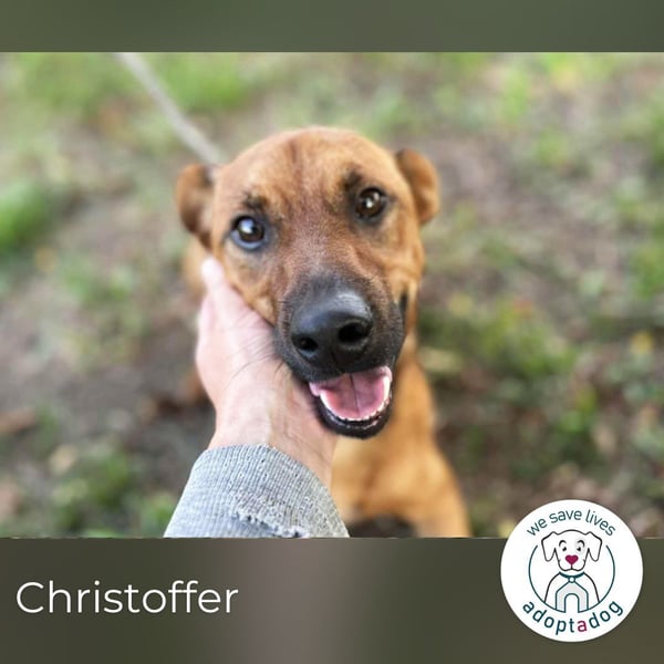 Christoffer: Sucht ein Zuhause