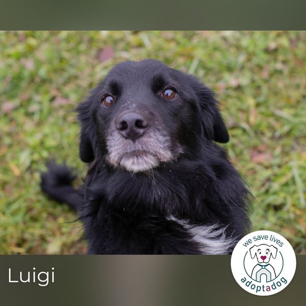 Luigi sucht ein Zuhause