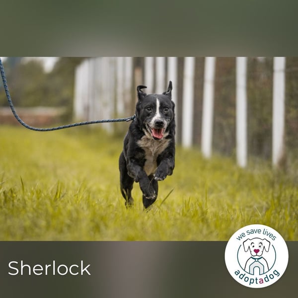 Sherlock: Ungebrochene Lebensfreude
