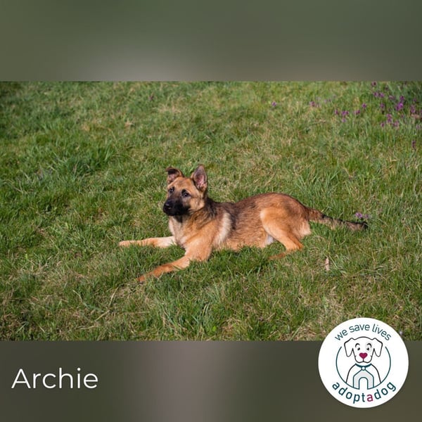 Archie: Kämpfer sucht Zuhause