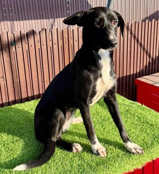 Junghündin Minnie – sanft und katzenverträglich