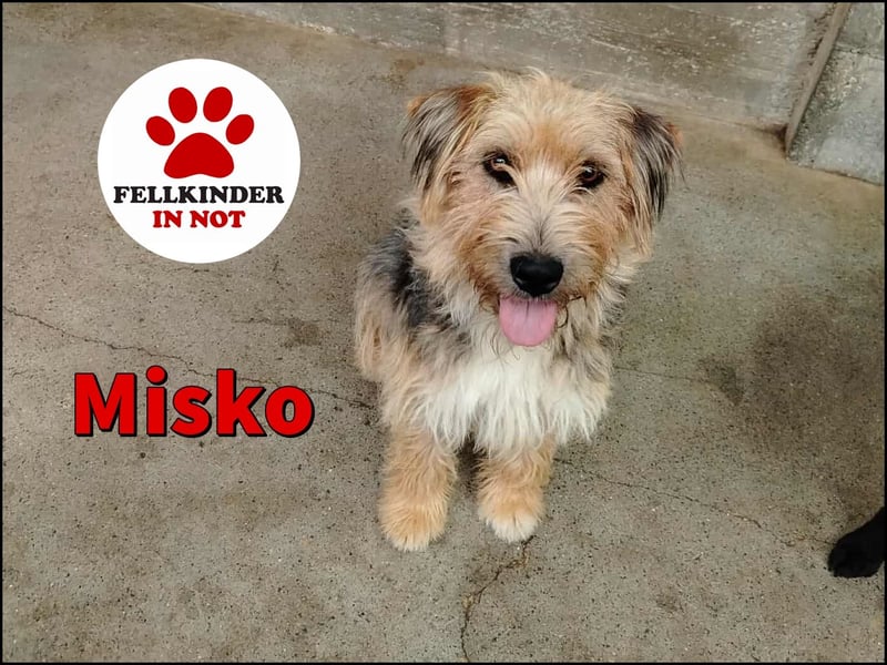 Misko junger, niedlicher Terrier Mischlingsrüde Mischling Rüde sucht Zuhause oder Pflegestelle