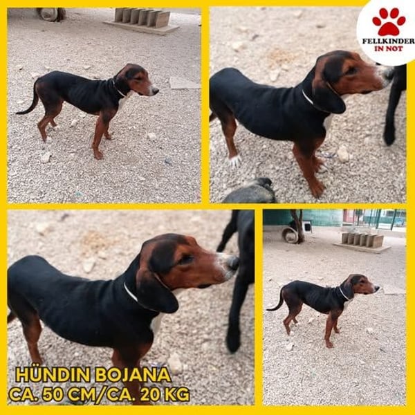 Bojana Bracken Mischlingshündin Bracke Mischling Hündin Junghund sucht Zuhause oder Pflegestelle