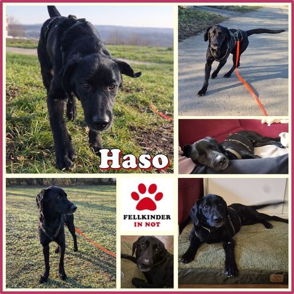 Haso / Buddy Labrador Mischling Rüde sucht Zuhause für immer