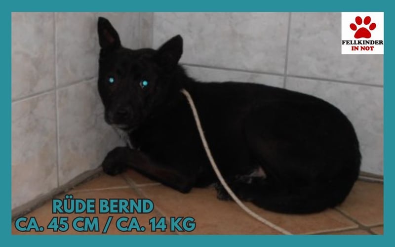 Bernd Mischling Rüde Junghund sucht Zuhause oder Pflegestelle