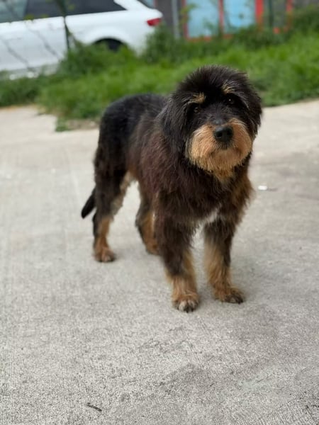 Fluffy Greta sucht Frisörmeister*in