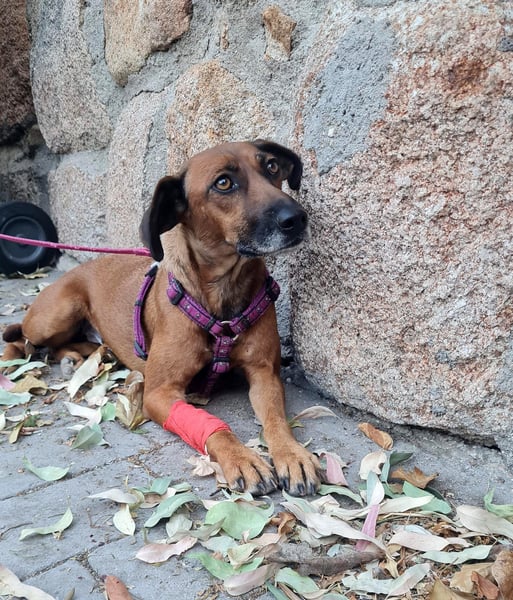 Mulan - zarte herzensgute Hündin möchte DEIN Leben bereichern