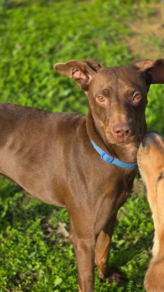 BOSCO - lustiger verspielter Rüde sucht sein zu Hause