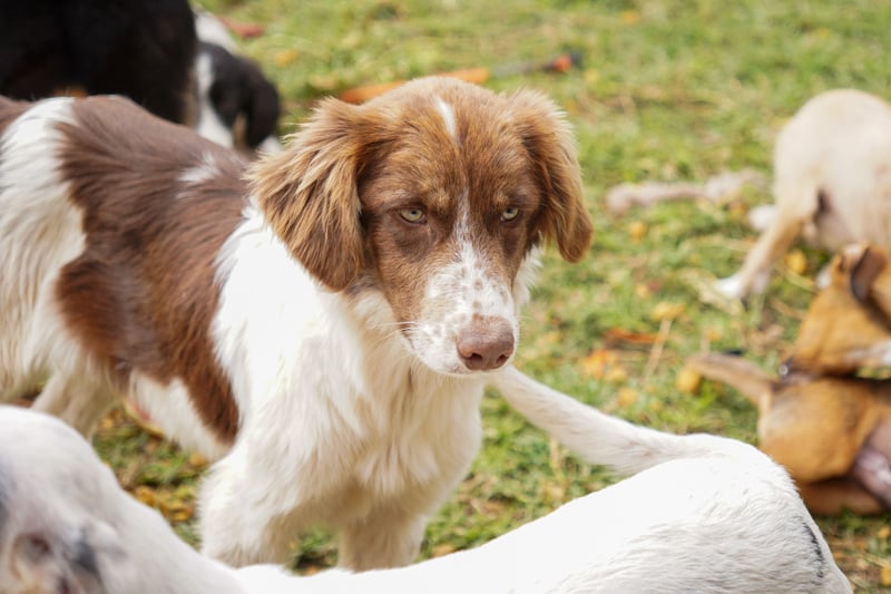 Darios sucht ein Zuhause