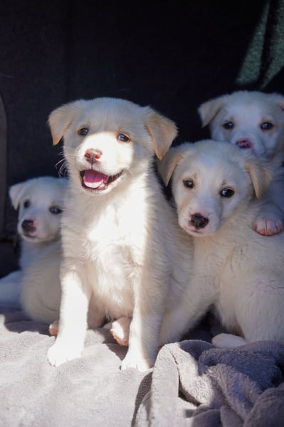 Unsere süßen Schneeflocken suchen ein Zuhause