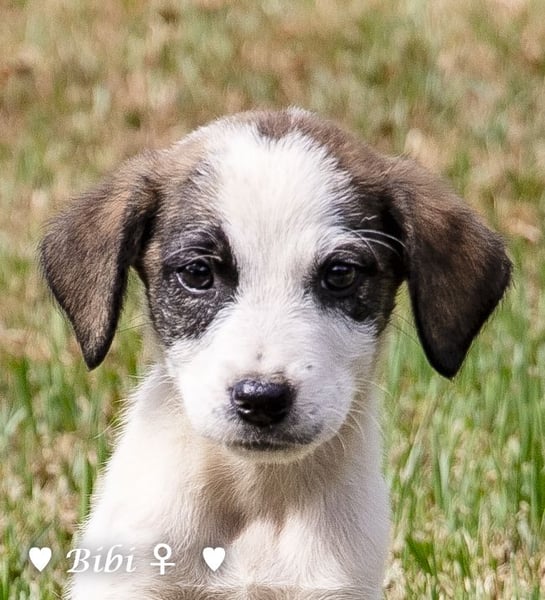 Bibi  sucht ab Mitte November ein Zuhause