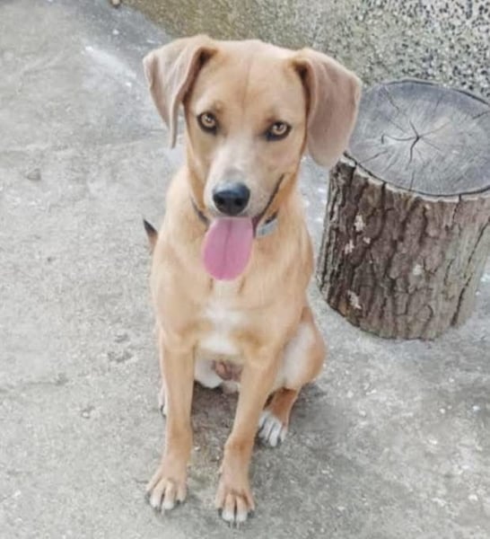 Anela - Von der Kette ins Herz