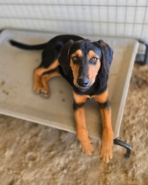 Max – junger Jagdhund-Mix mit großem Potenzial