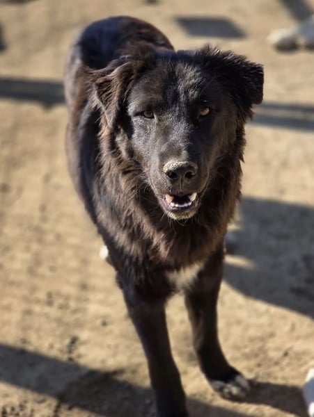 Smitty – Der sanfte Begleiter mit dem flauschigen Fell!