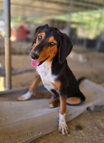 Timmi – neugieriger Entdecker sucht sein Zuhause