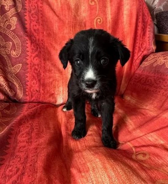 ❤️ Raffa – Fröhlicher Wirbelwind