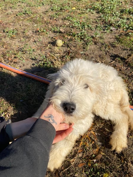 Fluffy, bildhübscher Mischlingswelpe geb. 2025