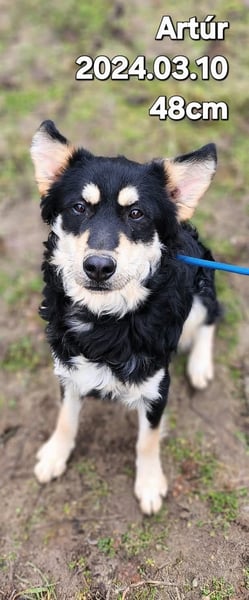 Artúr, bildhübscher Mischligsjunge geb. 2024