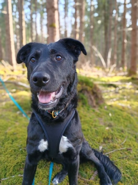 Bogár, liebevolle Herzensbrecherin, ca. 1 Jahr, ca. 47 cm, ca. 21 kg *in 88299 Leutkirch*