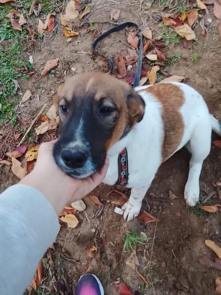 Wolfgang, lustiger Junghund, ca. 6 Monate, ca. 46 cm, ca. 13 kg