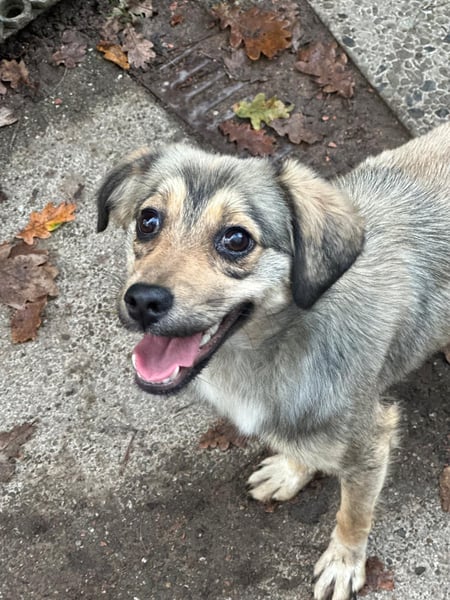 Sissy sucht ihr Traumzuhause