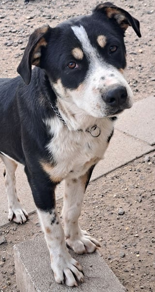 Kleiner Norris ( * 03 / 2025 ) sucht seine Menschen