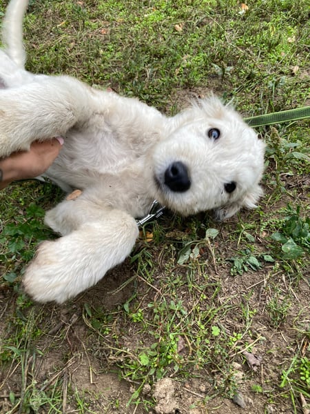 Fanny, zuckersüßes Mischlingswelpenmädchen geb. 2025