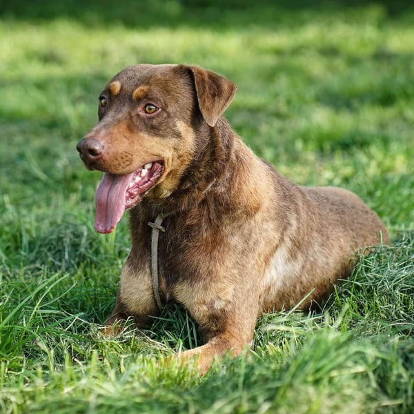 Hübscher Macchiato sucht ein Zuhause für immer