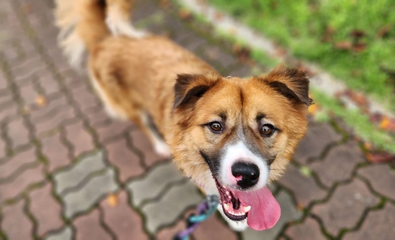 Der Typ für Abenteuer und die Couch, lieber Rüde möchte zu Dir