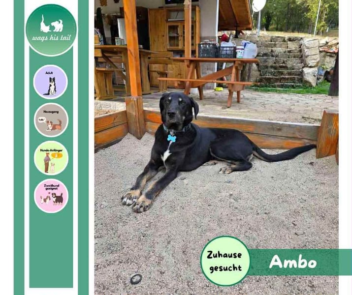 Zweiter Anlauf ins Glück: Ambo sucht seine Familie ❤️