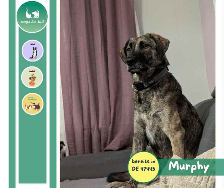 Murphy – sanfter Herzenshund sucht erneut sein Glück ❤️