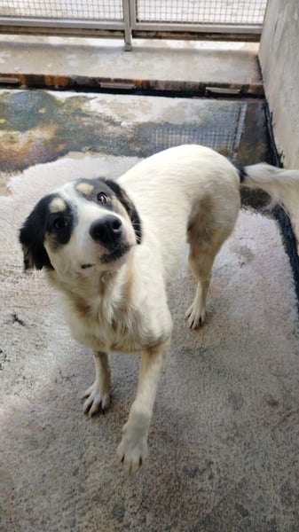 Laika und Simba suchen ihre Menschen