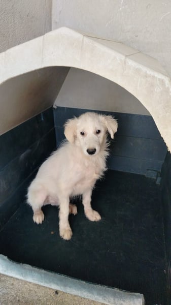 Simba und Laika suchen ihr Glück